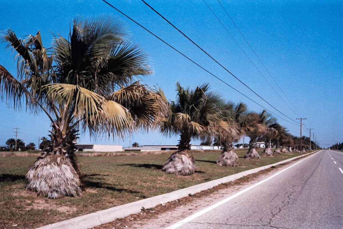 A straight two lane arterial road running east under open sky in Davie, palms along a concrete curb and no legible signage anywhere in frame