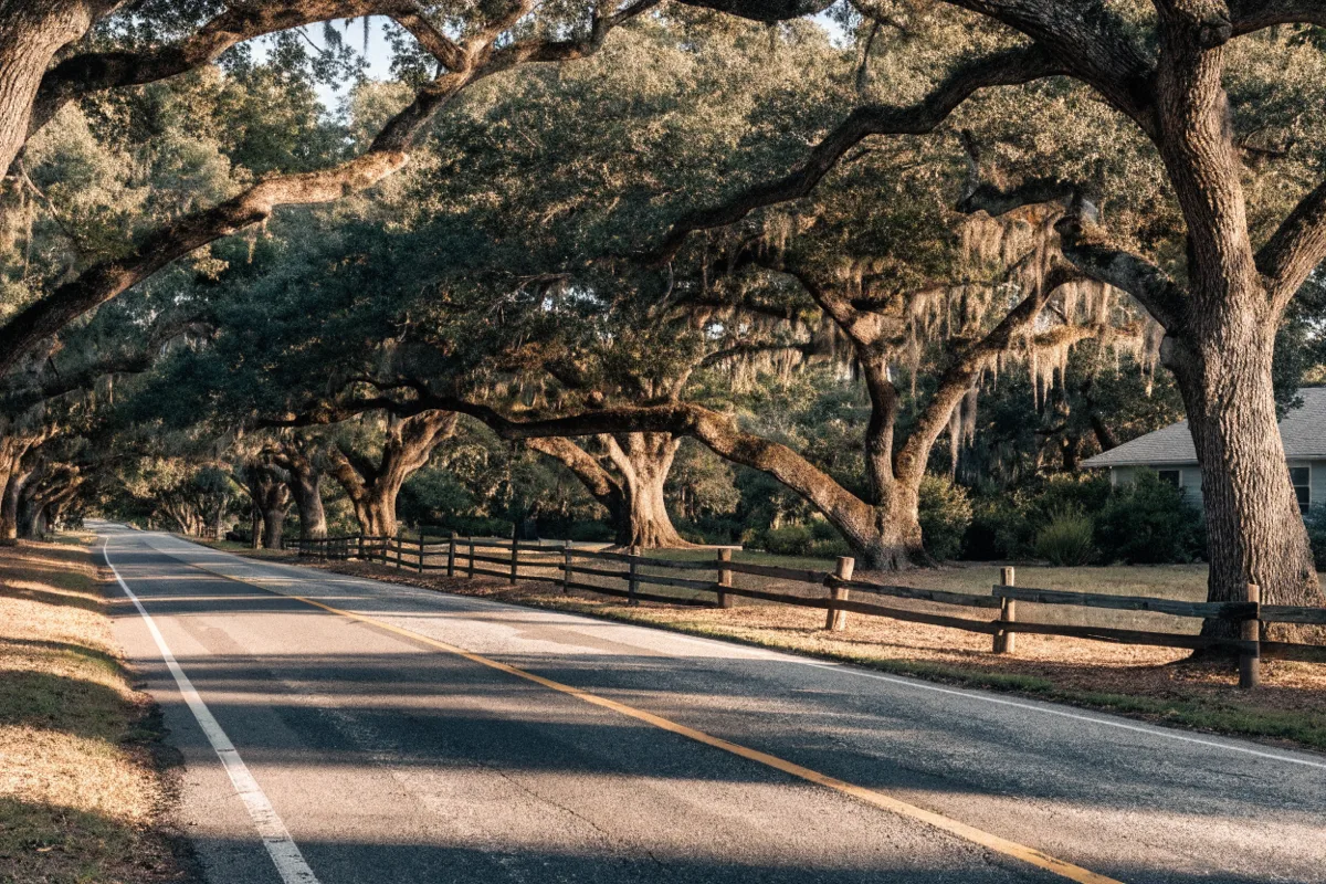 A two lane road on the west side of Davie running east under mature oaks, a low split rail fence instead of a wall and deep front setbacks