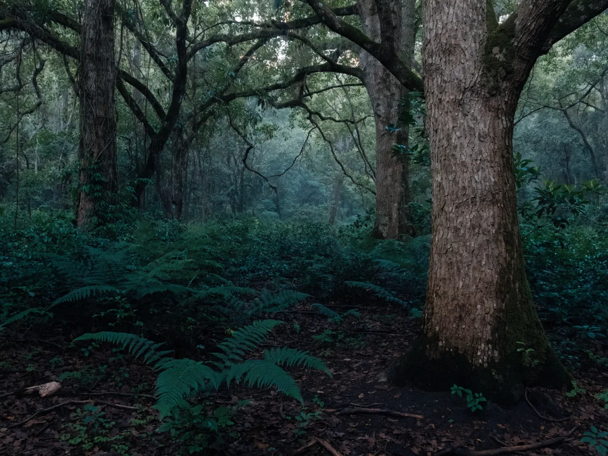 The humid interior of the hardwood hammock at Pine Island Ridge in Davie, damp ground and ferns under a closed oak canopy