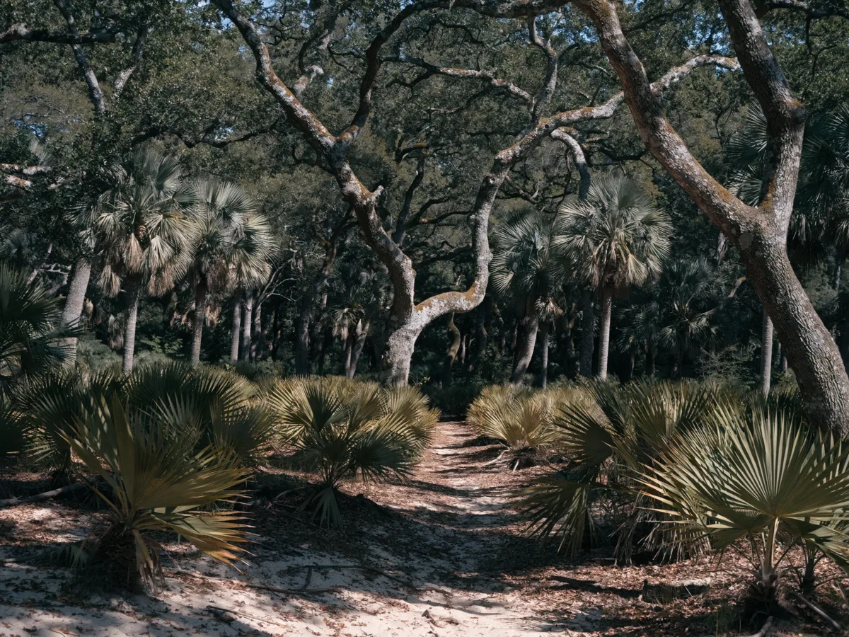 The upland hardwood hammock at Pine Island Ridge in Davie, live oaks and saw palmetto over raised sandy ground